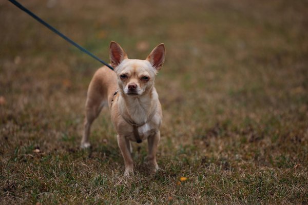 Foin pour lapins : découvrez notre sélection premium