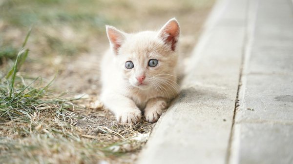 La plante de chanvre pour les animaux : composants et bénéfices