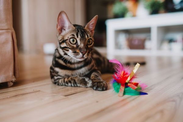 Découvrez les meilleurs accessoires et jouets pour chats
