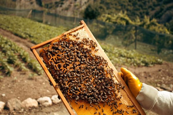 Ruche d'abeille complète : tout ce qu'il faut savoir !