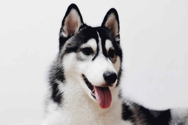 Quelles sont les meilleures pratiques pour le soin des coussinets d'un chien de race Alaskan Malamute?