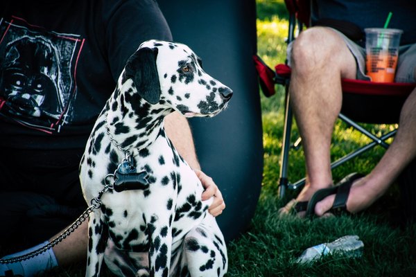 Quels signes indiquent une surdité naissante chez un chien de race Dalmatien?
