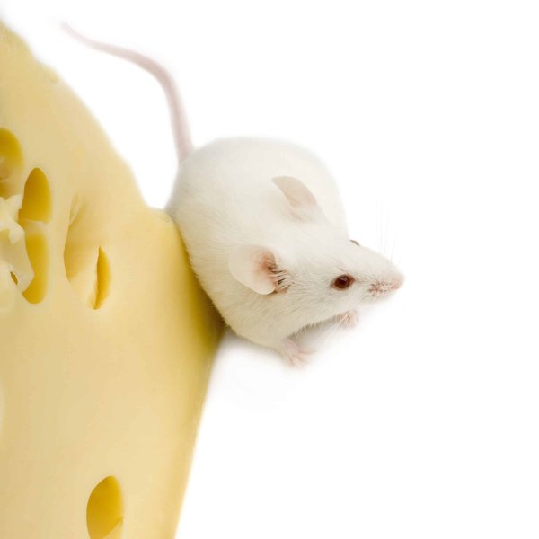 Les chauves-souris peuvent-elles contribuer à la lutte contre les moustiques porteurs de maladies ?
